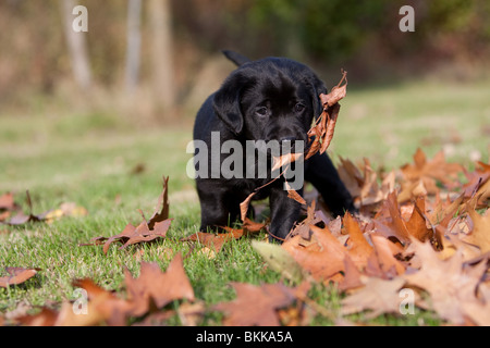 Labrador Retriever chiot Banque D'Images