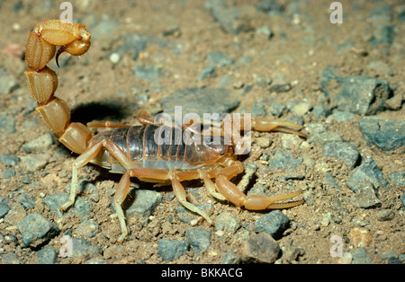 Cape d'épaisseur-tailed scorpion (Parabuthus capensis : Buthidae) dans la savane de l'Afrique du Sud Banque D'Images