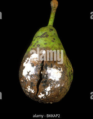 Pourriture brune de stockage (Sclerotinia fructigena) développement avec d'autres pourridiés sur stockés pomme fruit Banque D'Images