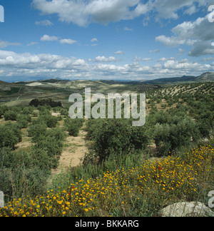 Des oliviers sur une belle journée de printemps en Andalousie, Espagne Banque D'Images