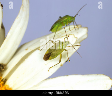 La pomme de terre adultes (capside Calocoris norvegicus) sur un pétale de fleur marguerite Banque D'Images