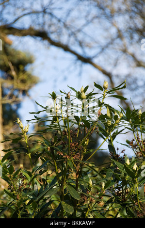 Les bourgeons sur un Rhododendron ponticum Rhododendron (commune) bush Banque D'Images