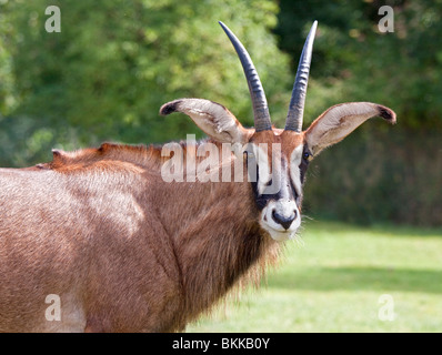 L'antilope rouanne (hippotragus equinus) Banque D'Images