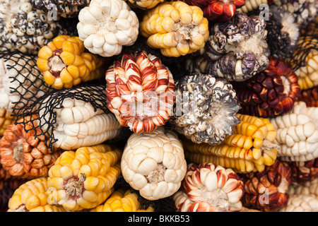 Les variétés cultivées de maïs ou de maïs Banque D'Images