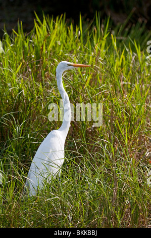 : Grande Aigrette Ardea alba. Everglades, Florida, USA Banque D'Images