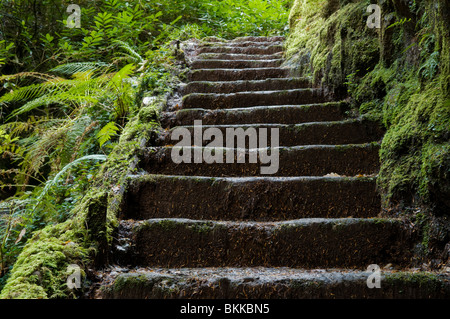 Ancien escalier en pierre le long de la promenade, Glen rondelles magique Benmore à Argyll Forest Park, près de Dunoon, sur la péninsule de Cowal, Ecosse Banque D'Images