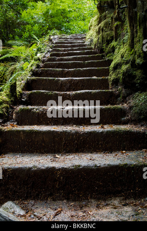 Ancien escalier en pierre le long de la promenade, Glen rondelles magique Benmore à Argyll Forest Park, près de Dunoon, sur la péninsule de Cowal, Ecosse Banque D'Images