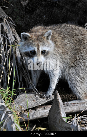 : Raton laveur Procyon lotor. Ding Darling Réserve Naturelle, Sanibel Island, Floride, USA Banque D'Images