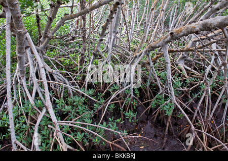 Mangrove rouge : Rhizophora mangle. Everglades. Floride, États-Unis Banque D'Images