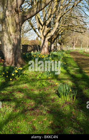 Le ressort de l'église de sentier de marche de l'église sainte Croix dans le village de Cotswold Ashton Keynes, Wiltshire, Royaume-Uni Banque D'Images