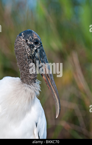 Wood Stork Mycteria americana :. Everglades, Florida, USA Banque D'Images