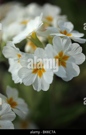 Close up of a white Primrose contre un arrière-plan flou Banque D'Images