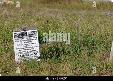 Chevêche des terriers : Athene cunicularia. En regard de nid. Remarque tachetée en herbe. Cape Coral, Florida, USA Banque D'Images