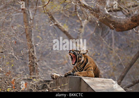 Tigre du Bengale sauvages sur une digue ou un barrage dans cimenté Ranthambhore national park Banque D'Images