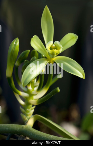 La vanille (Vanilla planifolia), fleur. Banque D'Images