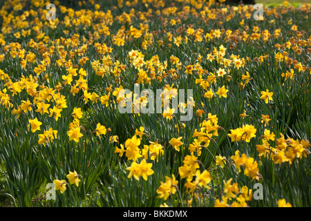 Les jonquilles Banque D'Images