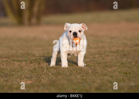 Chiot Bouledogue anglais Banque D'Images