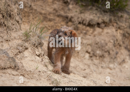 Chiot terrier irlandais Banque D'Images