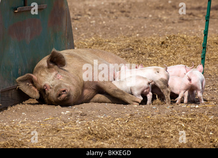 Les porcelets avec mère cochon sur une ferme dans le Suffolk, UK Banque D'Images