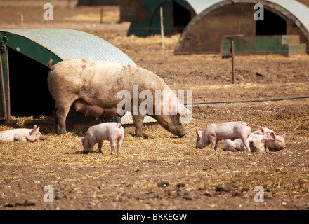 Les porcelets avec mère cochon sur une ferme dans le Suffolk, UK Banque D'Images