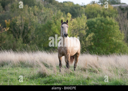 Etalon Cheval Quarab Banque D'Images