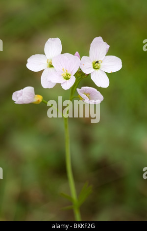 Cuckooflower (Laitière) Cardamine pratensis close-up of flowers Banque D'Images