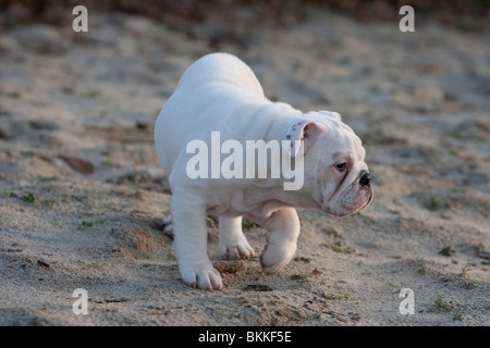 Chiot Bouledogue anglais Banque D'Images