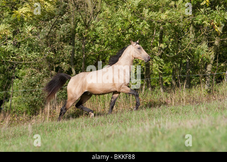 Etalon Cheval Quarab Banque D'Images