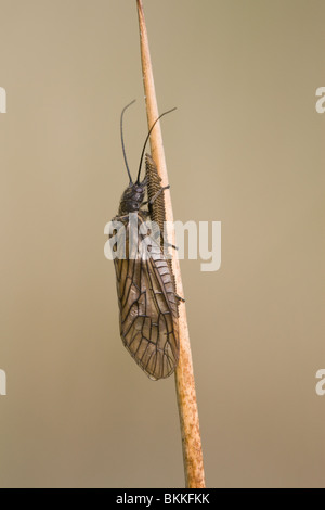 Sialis lutaria aulne-fly adulte sur une tige commune Rush en ponte Banque D'Images