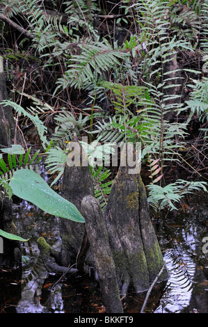 'Genoux' Big Cypress Swamp, tire-bouchon, en Floride, aux États-Unis. Cyprès chauve (Taxodium distichum). Banque D'Images