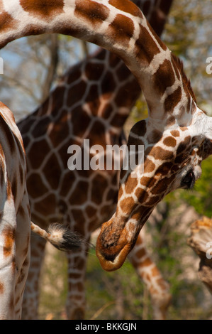 Girafes Banque D'Images