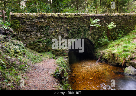 Les rondelles de magique à pied, Glen Benmore à Argyll Forest Park, près de Dunoon, sur la péninsule de Cowal, Ecosse Banque D'Images