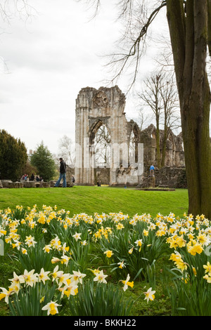 Printemps jonquilles dans les ruines de St Mary's Abbey, York Museum Gardens dans le centre de York, Yorkshire, UK Banque D'Images