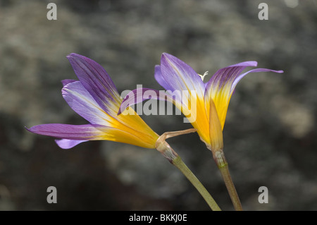 Iris la mer (Romulea clusiana) Banque D'Images