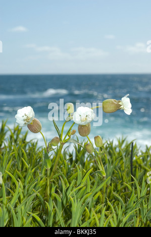 Mer (Silene uniflora) Banque D'Images