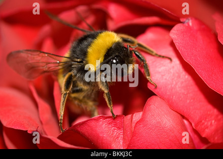 Buff-tailed Bumblebee ou Grande Terre bourdon (Bombus terrestris) Banque D'Images