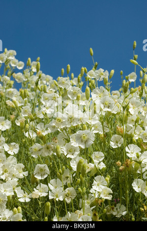 Mer (Silene uniflora) Banque D'Images