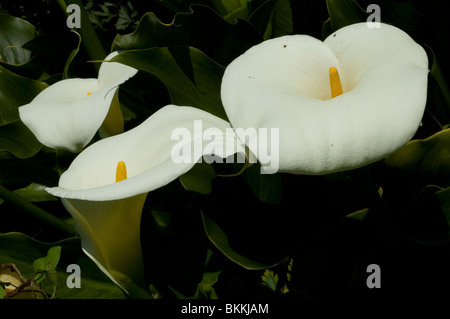 Lily of the Nile ou Zantedeschia aethiopica (zantedeschia) Banque D'Images