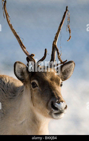 Le renne Rangifer tarandus Banque D'Images