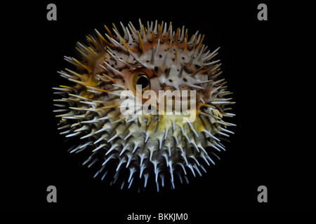 Balloonfish (Diodon holocanthus) Banque D'Images