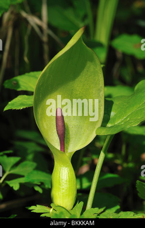 Arum (Arum maculatum sauvages) Banque D'Images