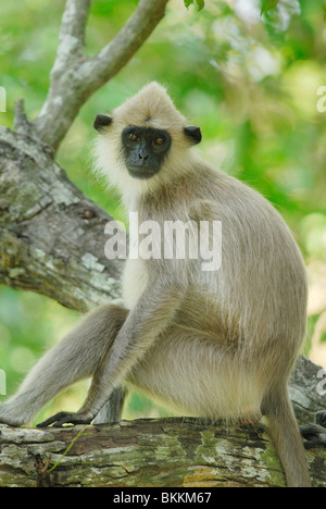 Entelle gris touffetée (semnopithecus priam) dans le parc national de Yala West, Sri Lanka Banque D'Images