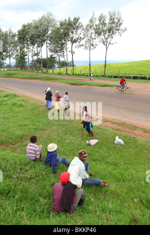 Le Kenya, l'Est, l'Afrique, le long de la B5, la zone de Nyahururu, Highlands, les plantations de thé Banque D'Images