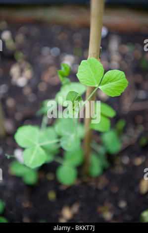 Les jeunes plantes de pois qui grandissent dans un jardin de ville de Cannes, Londres UK Banque D'Images