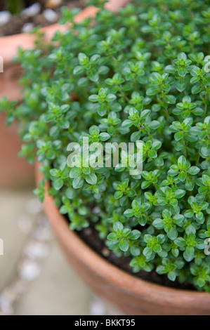 Le thym herb plante poussant dans un pot dans un jardin urbain, London UK Banque D'Images