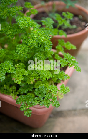 Persil plat gondolé, Petroselinum crispum, grandissant dans un pot dans un jardin urbain à usage culinaire, London, UK Banque D'Images