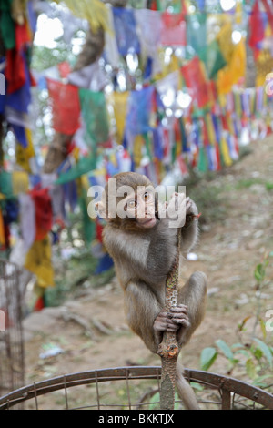 Singe macaque rhésus s'accroche sur un poteau en face de drapeaux de prière bouddhiste. Observatory Hill, Darjeeling, Inde. Banque D'Images