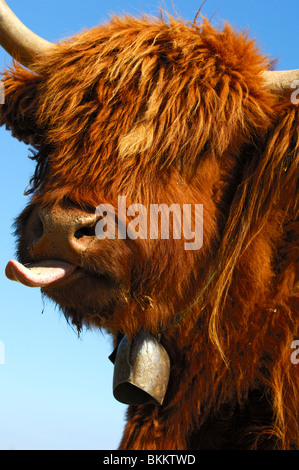 De couleur brun-rouge, Highland cattle tirant la langue, Kyloe Banque D'Images