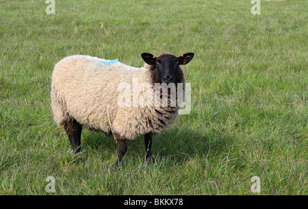 Face noire Suffolk mouton domestique sur les terres agricoles à Seaford, East Sussex, Angleterre, Royaume-Uni. Banque D'Images