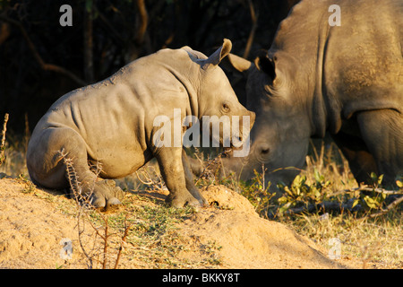 Blanc, bébé rhinocéros, assis dans le sable du parc national Kruger en Afrique du Sud Banque D'Images